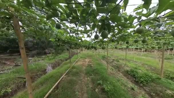 Σκηνή Γύρω Από Αγρόκτημα Passiflora Edulis — Αρχείο Βίντεο