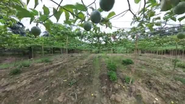 Cena Filmagem Torno Fazenda Passiflora Edulis — Vídeo de Stock