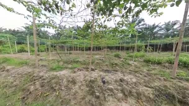 Footage Scene Passiflora Edulis Farm — Stock Video