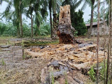 Çürümüş palmiye ağacının gövdesi tarlada bulundu.
