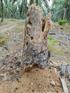 Çürümüş palmiye ağacının gövdesi tarlada bulundu.