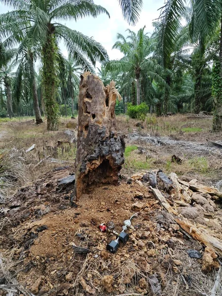 stock image scene of the decomposed oil palm tree trunk at the field