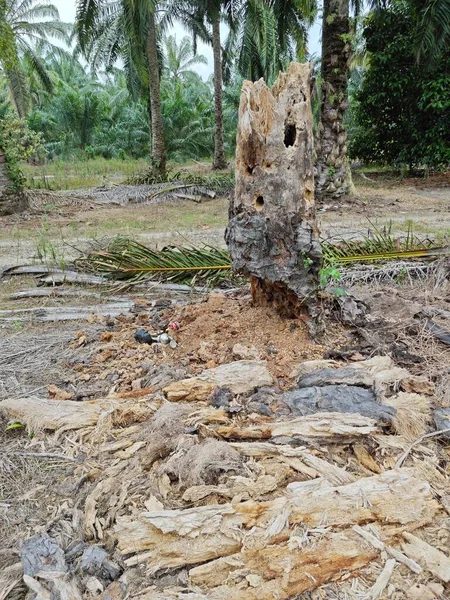 Çürümüş Palmiye Ağacının Gövdesi Tarlada Bulundu — Stok fotoğraf