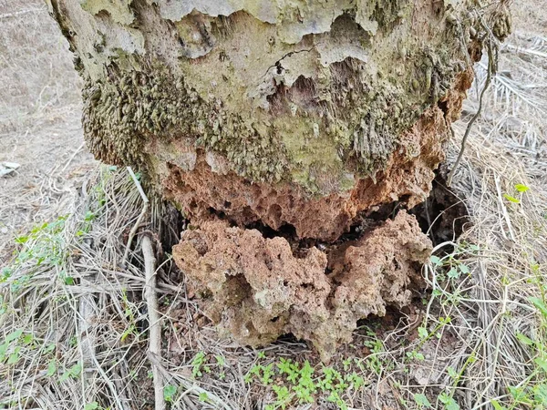現場の分解されたオイルパームの木の幹のシーン — ストック写真