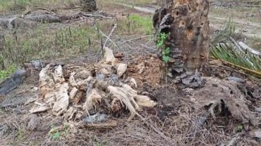 Çürümüş palmiye ağacının gövdesi tarlada bulundu.