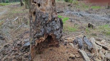 Çürümüş palmiye ağacının gövdesi tarlada bulundu.