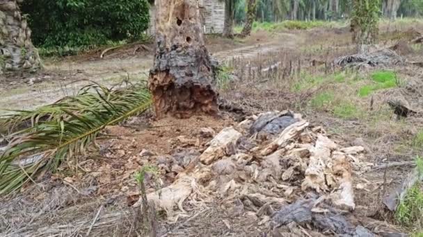 Scene Decomposed Oil Palm Tree Trunk Field — Stock Video