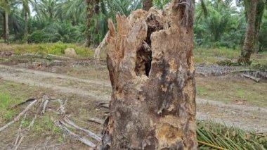 Çürümüş palmiye ağacının gövdesi tarlada bulundu.