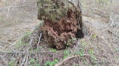 Çürümüş palmiye ağacının gövdesi tarlada bulundu.
