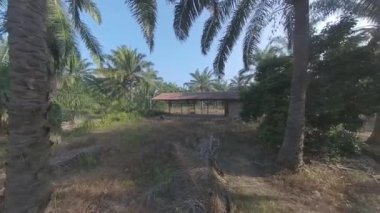 Çiftlikteki terk edilmiş ahşap barakanın etrafındaki görüntüler..