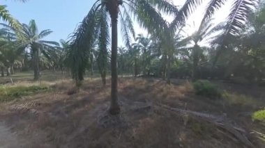 Çürümüş palmiye ağacının gövdesi tarlada bulundu.