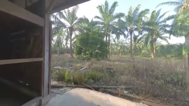 Escena Filmación Alrededor Del Cobertizo Madera Abandonado Plantación — Vídeo de stock