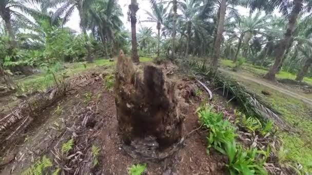 Adegan Batang Pohon Kelapa Sawit Yang Membusuk Lapangan — Stok Video