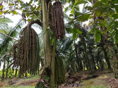 Vahşi fidanlıkta yetişen vahşi karyota mitis ağacı.