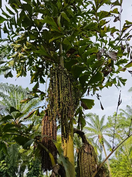 野生红豆杉减少生长在野生人工林中的树木数量 — 图库照片