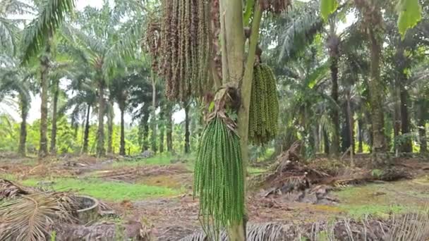 Caryota Selvagem Mitis Árvore Crescendo Plantação Selvagem — Vídeo de Stock
