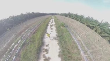 Yağ palmiyesi tarlasında yürüyen adam modeli.  