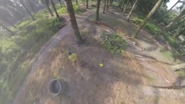 Yağ palmiyesi tarlasında yürüyen adam modeli.  