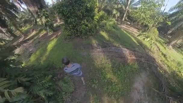 Модель Мужчины Идущего Тропинке Плантации Масличных Пальм — стоковое видео