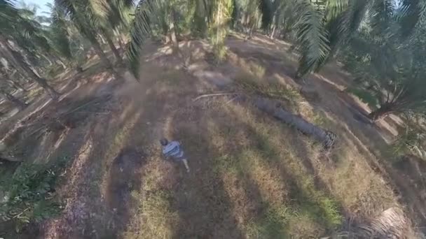 Man Model Walking Pathway Oil Palm Plantation — Stock Video