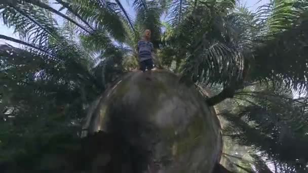 Модель Мужчины Идущего Тропинке Плантации Масличных Пальм — стоковое видео