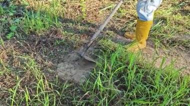 Bilinmeyen çiftçi tarlada ot ve çim çapalıyor.