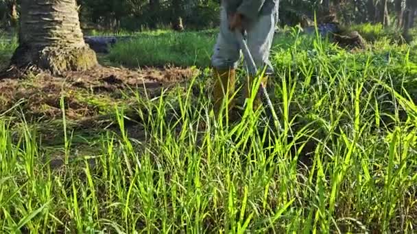 Unknown Farmer Hoeing Weed Grass Field — Stock Video