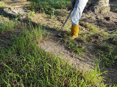 Bilinmeyen çiftçi tarlada ot ve çim çapalıyor.