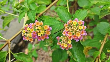 Çayırdaki yabani Lantana Camara ot bitkisi