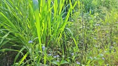 Çürüyen palmiye ağacının gövdesinin etrafındaki çalı manzarası. 