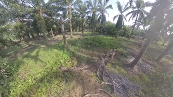 Champ Plein Feuilles Fougère Dans Plantation Palmiers Huile — Video