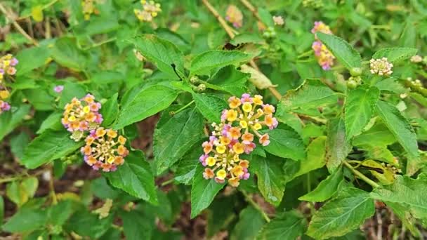 Lantana Camara Sauvage Plante Mauvaises Herbes Fleur Dans Prairie — Video