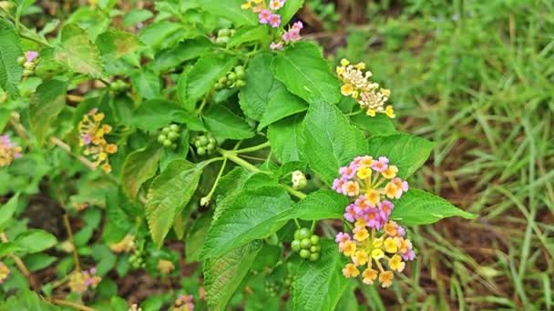Lantana Camara Sauvage Plante Mauvaises Herbes Fleur Dans Prairie — Video