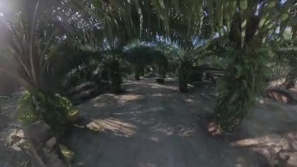 Tanque Polietileno Preto Cheio Água Chuva Plantação — Vídeo de Stock