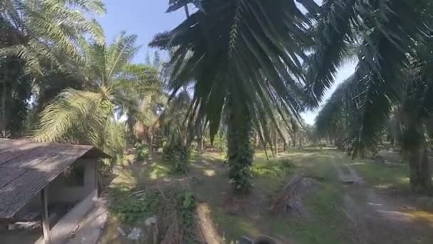 Videira Monstera Rastejante Nas Árvores Plantação Palma Óleo — Vídeo de Stock