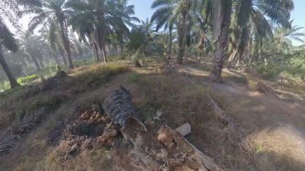 Buskigt Landskap Runt Den Ruttnande Olja Palm Stammen Fältet — Stockvideo