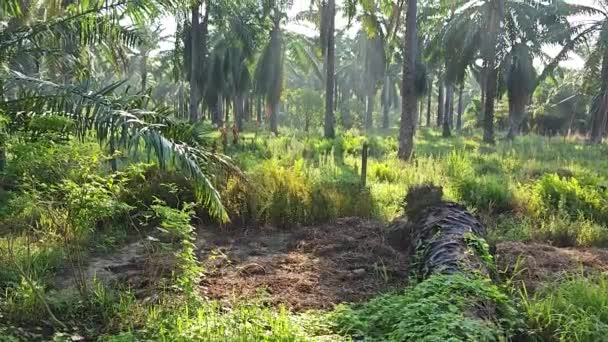 Buskigt Landskap Runt Den Ruttnande Olja Palm Stammen Fältet — Stockvideo