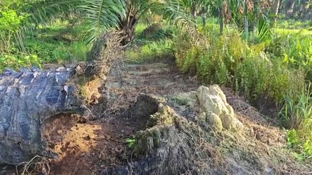 Çürüyen Palmiye Ağacının Gövdesinin Etrafındaki Çalı Manzarası — Stok video