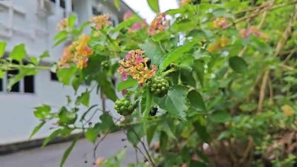 Footage Wild Lantana Camara Flower Weed Plant — Stock Video