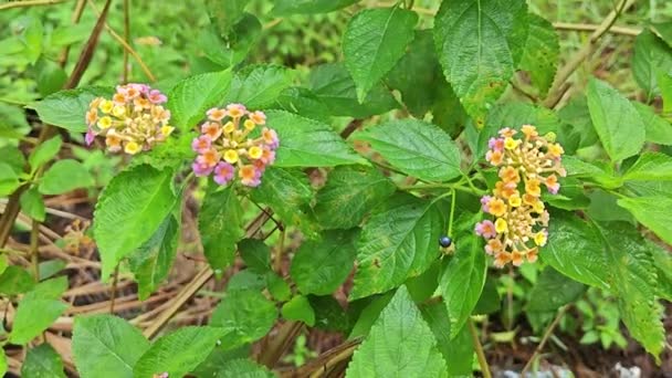 Vahşi Lantana Camara Çiçek Bitkisinin Görüntüleri — Stok video