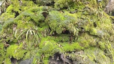 Akan damlalar ağaç gövdesinden aşağı ya da yağmurdan sonra havlar