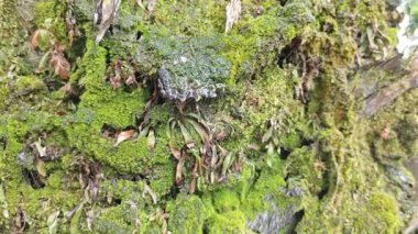 Akan damlalar ağaç gövdesinden aşağı ya da yağmurdan sonra havlar