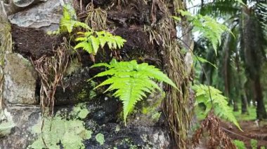 Akan damlalar ağaç gövdesinden aşağı ya da yağmurdan sonra havlar