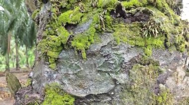 Akan damlalar ağaç gövdesinden aşağı ya da yağmurdan sonra havlar