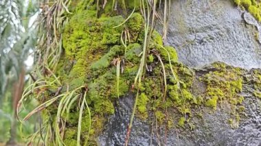 Akan damlalar ağaç gövdesinden aşağı ya da yağmurdan sonra havlar