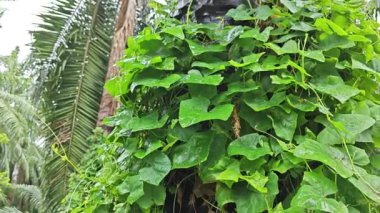 Akan damlalar ağaç gövdesinden aşağı ya da yağmurdan sonra havlar