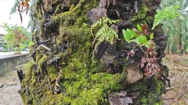 Akan damlalar ağaç gövdesinden aşağı ya da yağmurdan sonra havlar