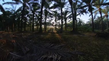 Plantasyondaki değişen havanın hızlandırılmış görüntüleri