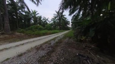 Plantasyondaki değişen havanın hızlandırılmış görüntüleri