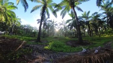 Plantasyondaki değişen havanın hızlandırılmış görüntüleri